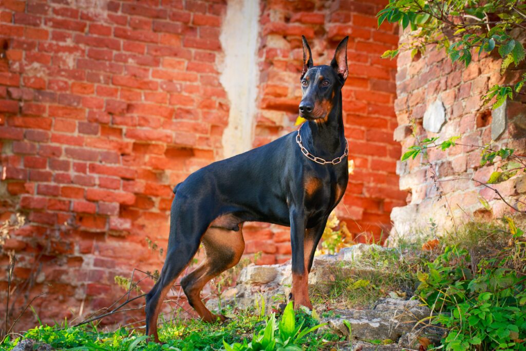 digitecharenas.com